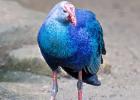 MG 3904-purple gallinule-lotherton