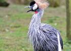 MG 3913-crowned crane-lotherton