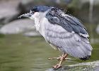 MG 3924-night heron-lotherton