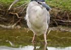 MG 3933-night heron-lotherton