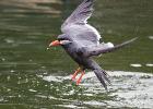 MG 3971-inca tern-lotherton