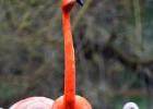 MG 3978-chilean flamingo-lotherton