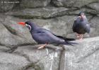 MG 5115-inca tern-lotherton