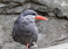 MG 5123-inca tern-lotherton