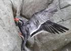 MG 5125-inca tern-lotherton