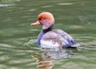 MG 5193-red crested pochard-lotherton