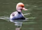 MG 5197-red crested pochard-lotherton