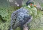 MG 5234-turaco-lotherton