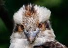 MG 5260-kookabura-lotherton