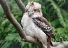 MG 5269-kookabura-lotherton