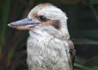 MG 5282-kookabura-lotherton