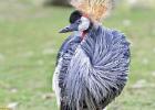 MG 5303-crowned crane-lotherton