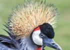 MG 5312-crowned crane-lotherton