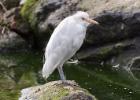 MG 5331-cattle egret-lotherton