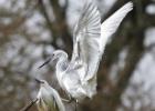 MG 5347-little egret-lotherton