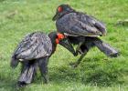 MG 5355-ground hornbill-lotherton