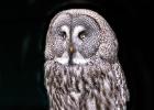 MG 5392-great grey owl-lotherton